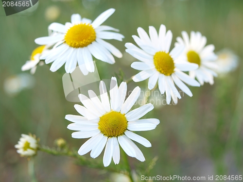 Image of Marguerite flowers