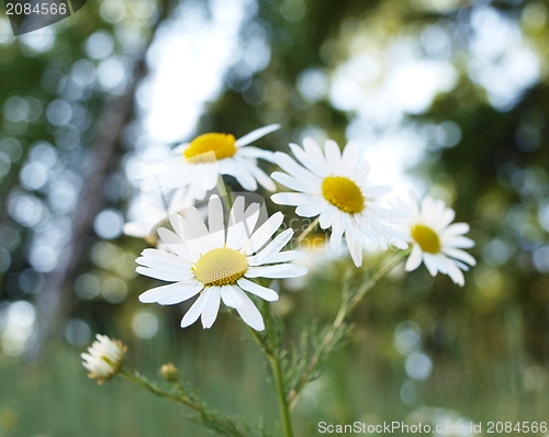 Image of Marguerite flowers