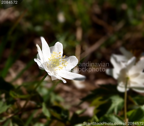 Image of Windflower