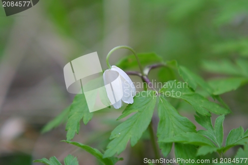 Image of Anemone nemorosa