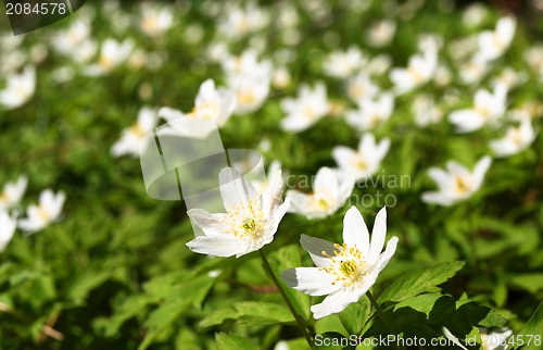 Image of White windflower