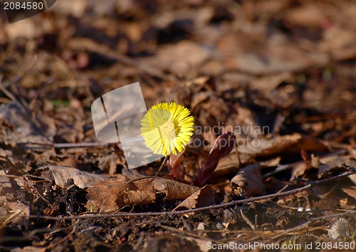 Image of Coltsfoot