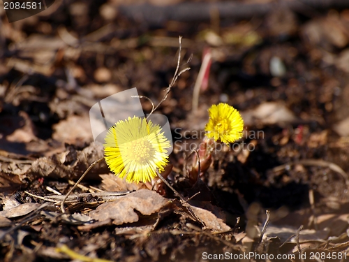 Image of Coltsfoot