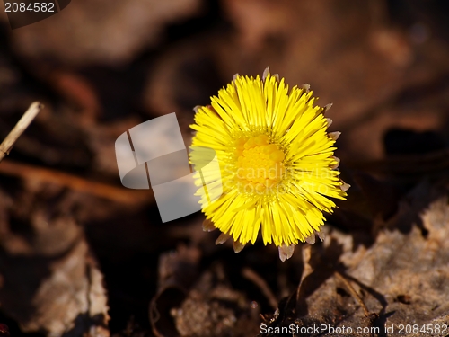 Image of Coltsfoot