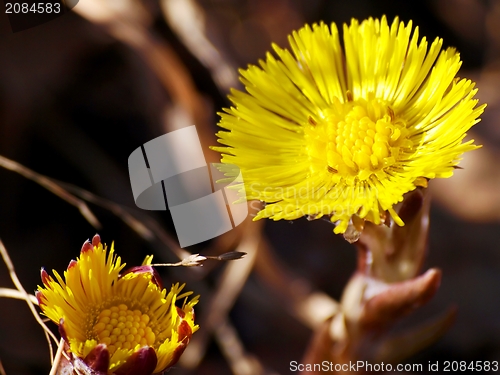 Image of Coltsfoot