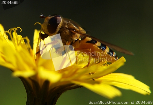 Image of Bee on dandelion