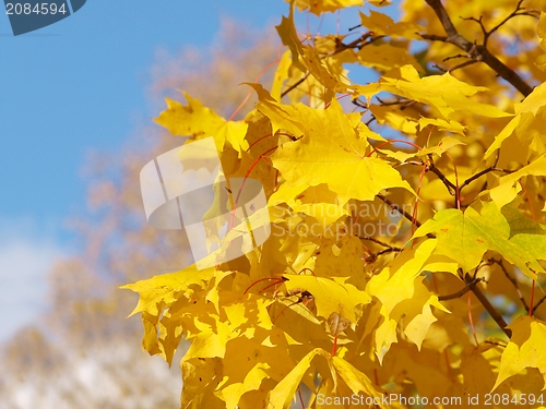 Image of Yellow maple tree