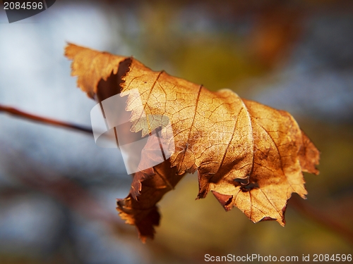 Image of Golden leaf