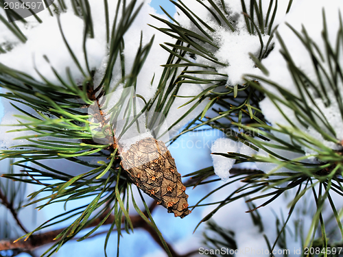 Image of Spruce tree cone