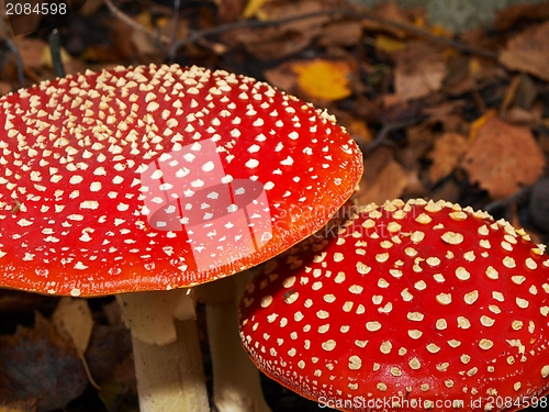 Image of Toadstool mushrooms