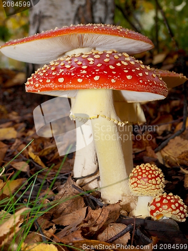 Image of Toadstool mushrooms