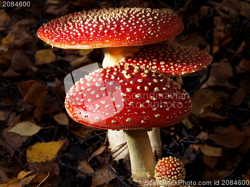 Image of Toadstool mushrooms