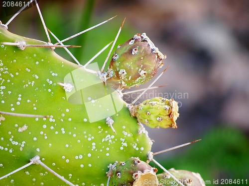 Image of Baby cactus fruit