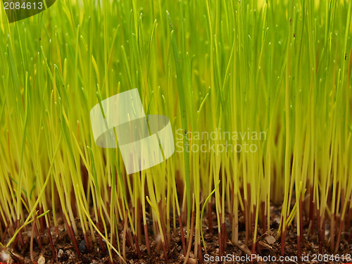 Image of Grass