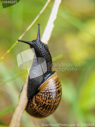 Image of Snail on branch