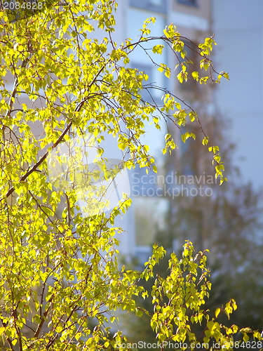 Image of Birch tree