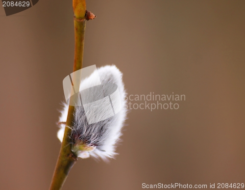 Image of Pussy willow