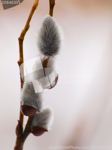 Image of Pussy willow