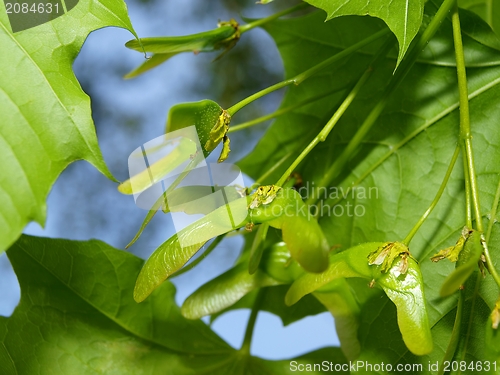 Image of Ash tree seeds