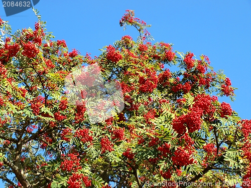 Image of Rowan berries