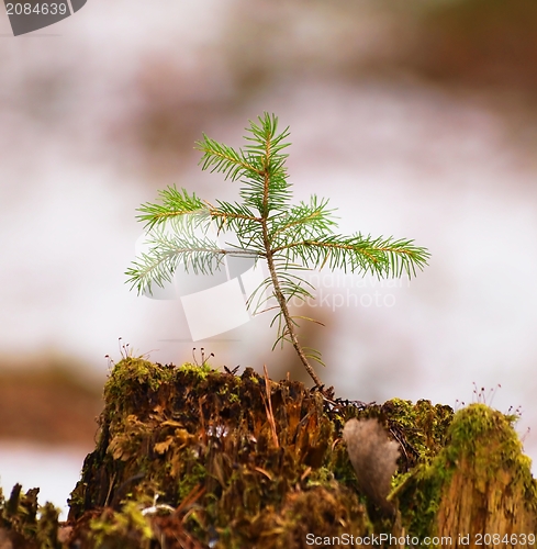 Image of Spruce tree