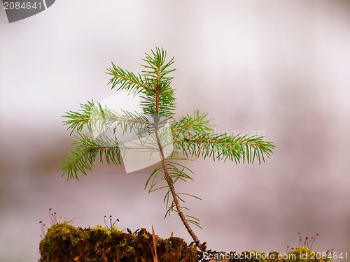 Image of Spruce tree