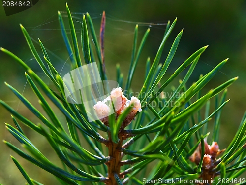 Image of Fir tree top