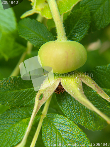 Image of Rose hip fruit