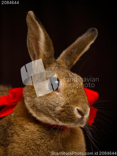 Image of Brown bunny