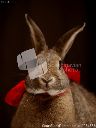 Image of Brown bunny