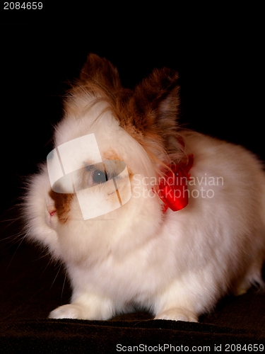 Image of Lionhead bunny