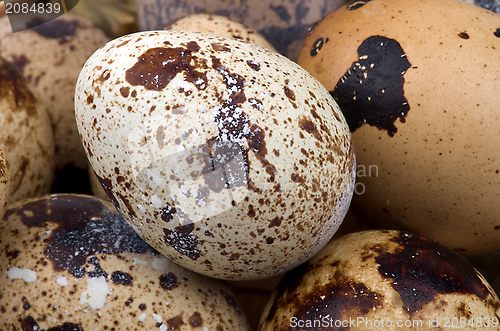 Image of Quail Eggs