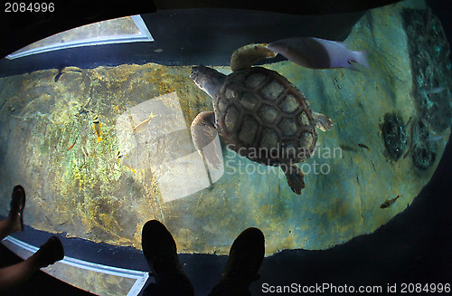 Image of Turtles in the Lisbon oceanarium