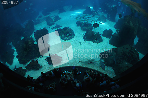 Image of Underwater sea life in oceanarium