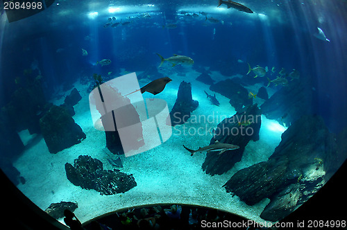 Image of Underwater sea life