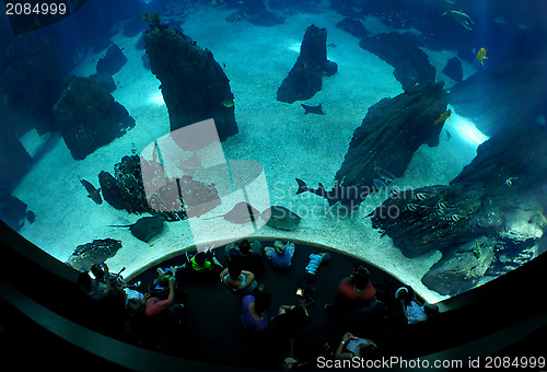 Image of Underwater sea life