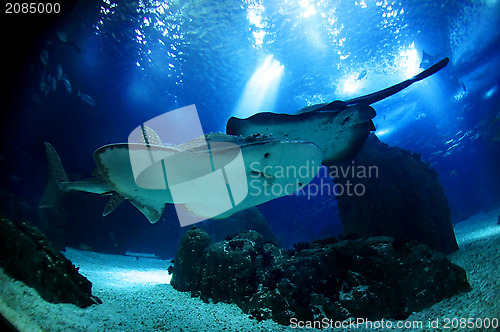 Image of Underwater sea life