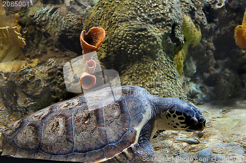 Image of Sea turtle