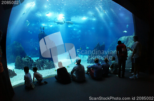 Image of Underwater sea life