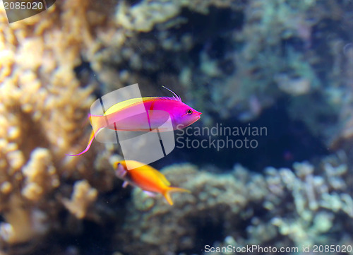 Image of Tropical pink vivid fish
