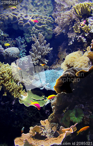 Image of Exotic underwater sea life