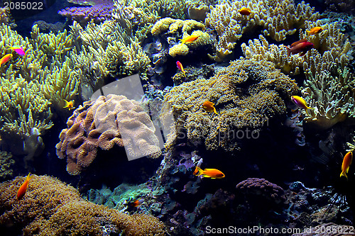 Image of Exotic underwater sea life