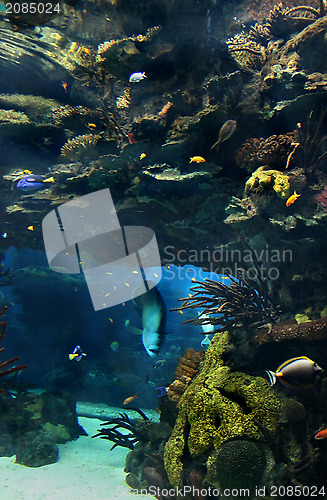 Image of Exotic underwater sea life 