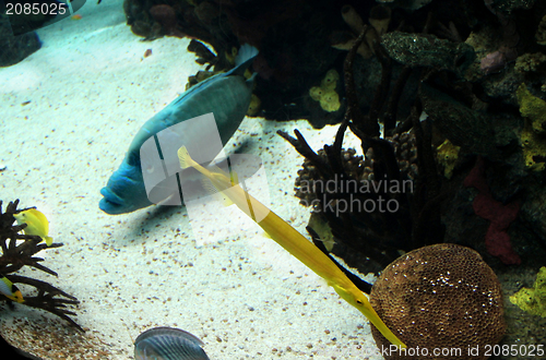 Image of Exotic underwater sea life