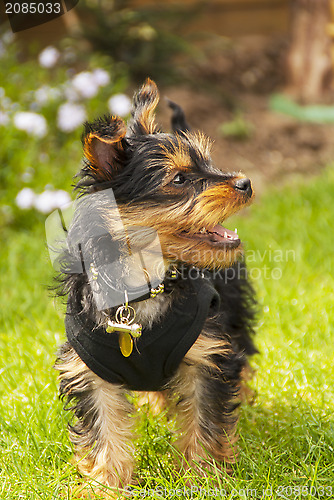 Image of yorkshire terrier