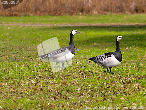 Image of Geese on grass field