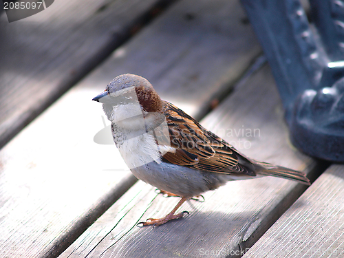 Image of Sparrow, wooden floor