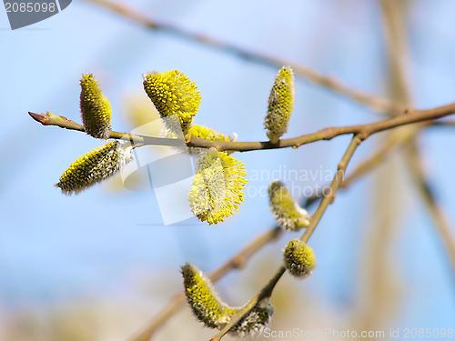 Image of Yellow buds