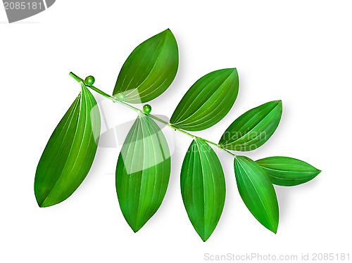 Image of Green Leaves 