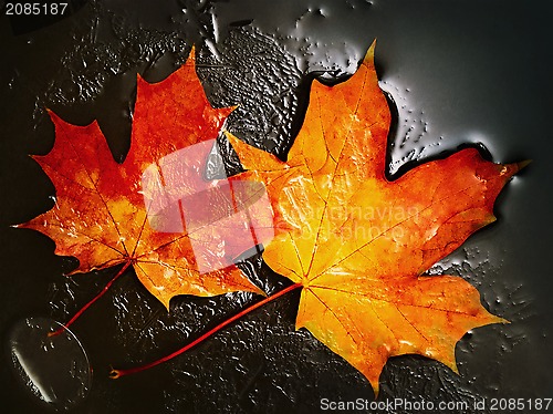 Image of Maple Leaves
